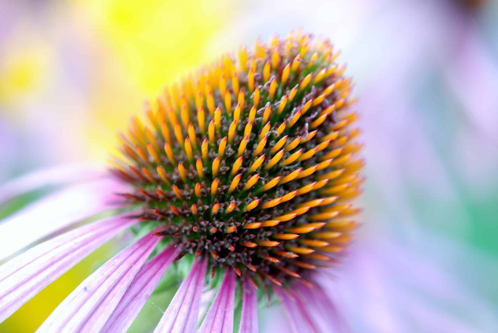 Echinacea (Třapatka nachová): Léčivá bylina a jejích 5 účinků