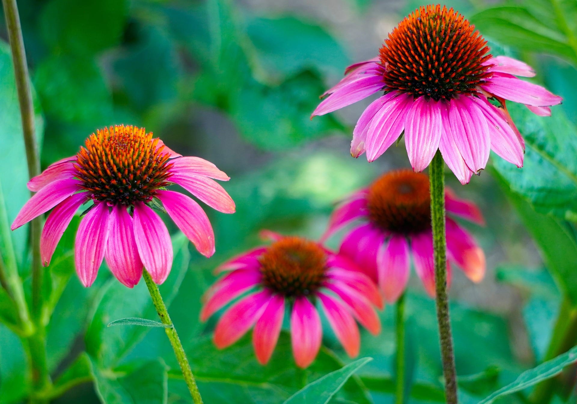 Echinacea (Třapatka nachová): Léčivá bylina a jejích 5 účinků