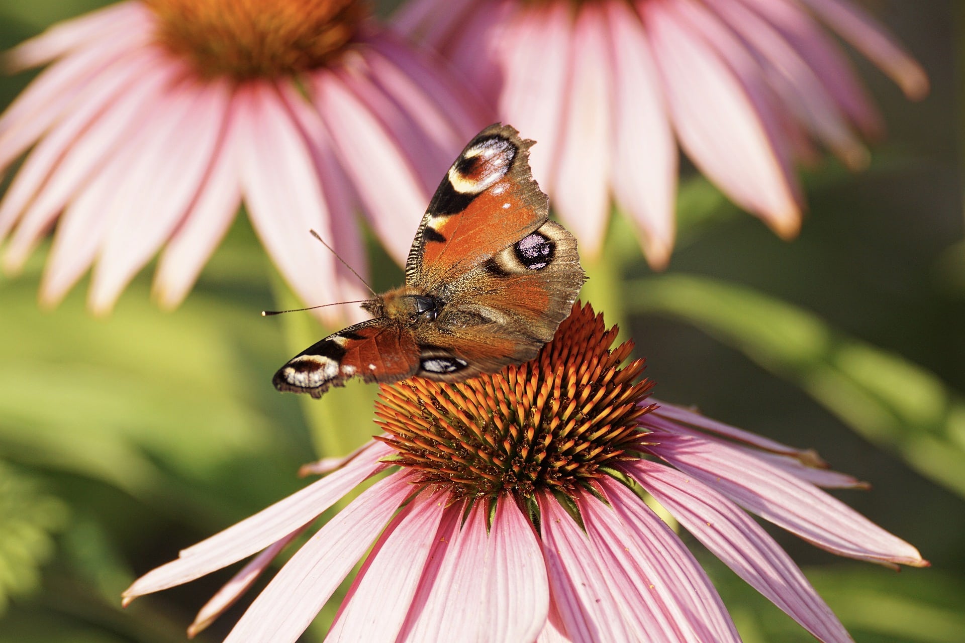 Echinacea (Třapatka nachová): Léčivá bylina a jejích 5 účinků